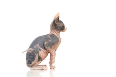Beyaz bir arka planda tüysüz ince bir kedi 
