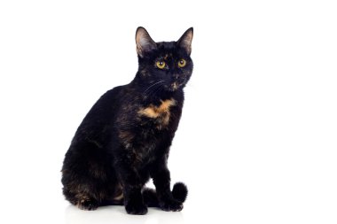 Güzel siyah ve kahverengi kedi beyaz arka planda izole edilmiş.