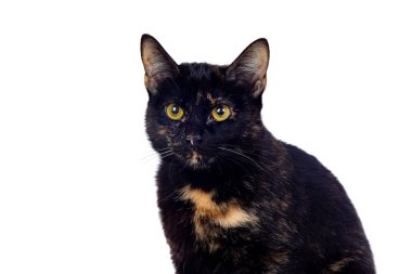 Güzel siyah ve kahverengi kedi beyaz arka planda izole edilmiş.