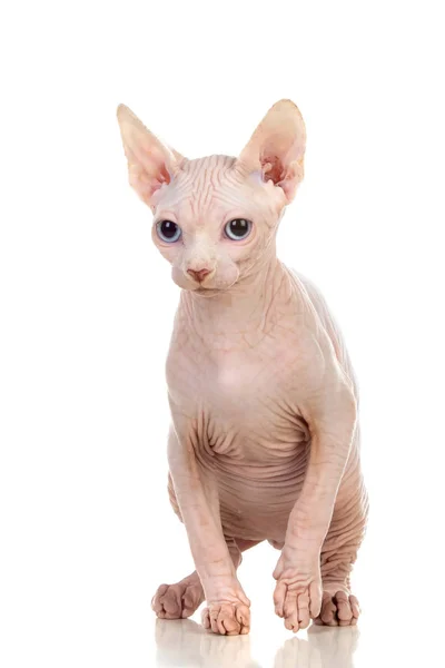 Schlanke Katze Ohne Haare Sphinxkatze Isoliert Auf Weißem Hintergrund — Stockfoto