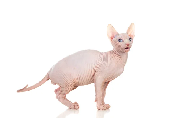 Schlanke Katze Ohne Haare Sphinxkatze Isoliert Auf Weißem Hintergrund — Stockfoto