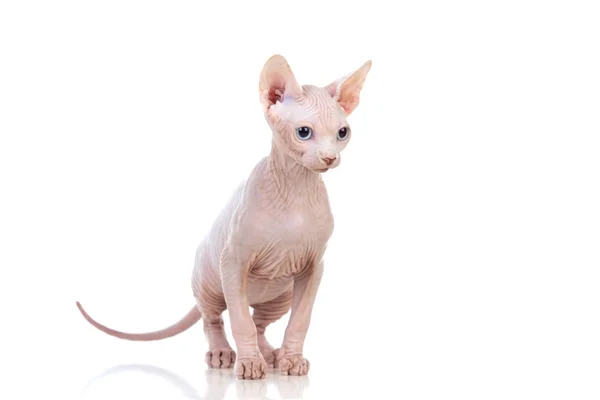 Szczupły Kot Bez Włosów Kot Sfinks Izolowany Białym Tle — Zdjęcie stockowe