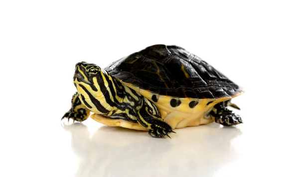 慢宠物 一只孤立在白色背景上的乌龟 — 图库照片