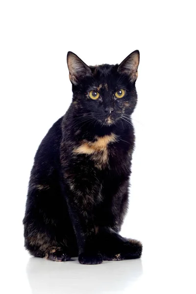 白地に隔離された美しい黒猫と茶色の猫 — ストック写真