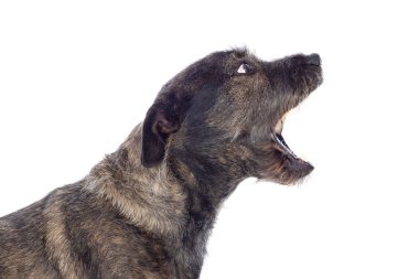 Kahverengi köpek beyaz bir arka planda ağzını açıyor.