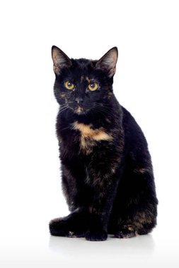 Güzel siyah ve kahverengi kedi beyaz arka planda izole edilmiş.