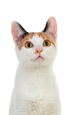 Güzel kahverengi gözlü kedi beyaz bir arka planda izole edilmiş.