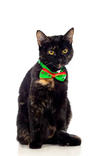 漂亮的黑褐色猫 系着一条白色背景的领结 — 图库照片
