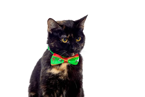 Hermoso Gato Negro Marrón Con Una Pajarita Aislada Sobre Fondo —  Fotos de Stock