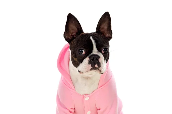 Boston Terrier Różowym Płaszczu Białym Tle — Zdjęcie stockowe