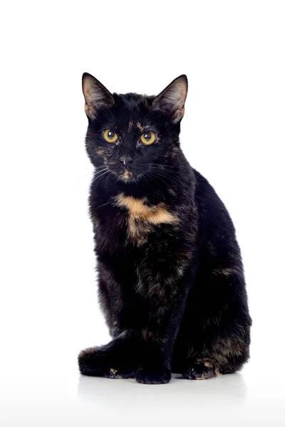 Krásná Černá Hnědá Kočka Izolované Bílém Pozadí — Stock fotografie