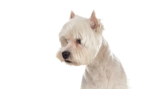 Vacker Vit Hund Tittar Kameran Isolerade — Stockfoto