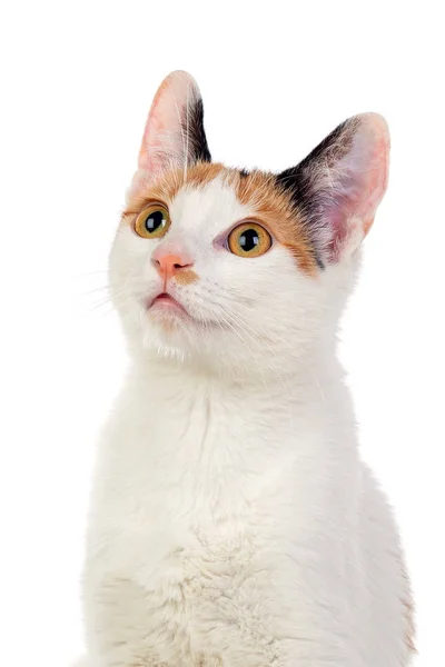 Kot Pięknymi Brązowymi Oczami Odizolowany Białym Tle — Zdjęcie stockowe