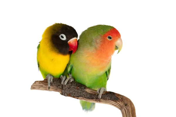 Lovebirds Gren Isolerad Vit Bakgrund — Stockfoto
