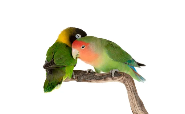 Lovebirds Гілці Ізольовані Білому Тлі — стокове фото