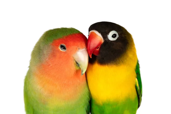 Lovebirds Větev Izolované Bílém Pozadí — Stock fotografie