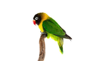 Güzel aşk kuşu beyaz bir arka planda soyutlanmış bir dalda