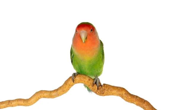 Beautiful Lovebird Branch Isolated White Background — Stock Photo, Image