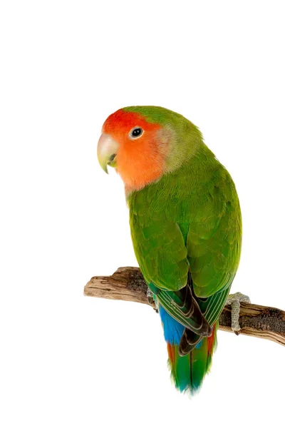 Beautiful Lovebird Branch Isolated White Background — Stock Photo, Image