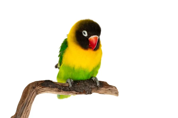 Beautiful Lovebird Branch Isolated White Background — Stock Photo, Image