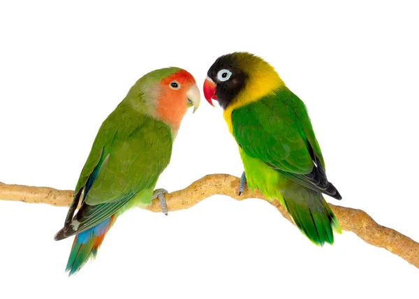 Lovebirds Гілці Ізольовані Білому Тлі — стокове фото