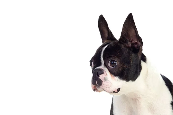 Porträt Eines Niedlichen Boston Terriers Studio Isoliert Auf Weißem Hintergrund — Stockfoto