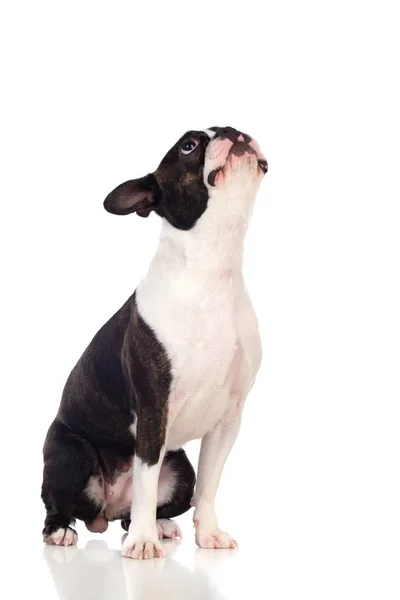Portret Studio Van Een Leuke Boston Terrier Geïsoleerd Een Witte — Stockfoto