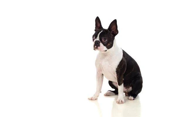 Portrait Studio Cute Boston Terrier Isolated White Background — 图库照片