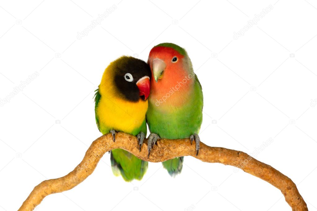 Lovebirds on a branch isolated on a white background
