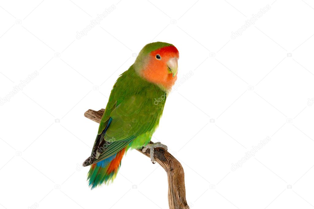 Beautiful lovebird on a branch isolated on a white background