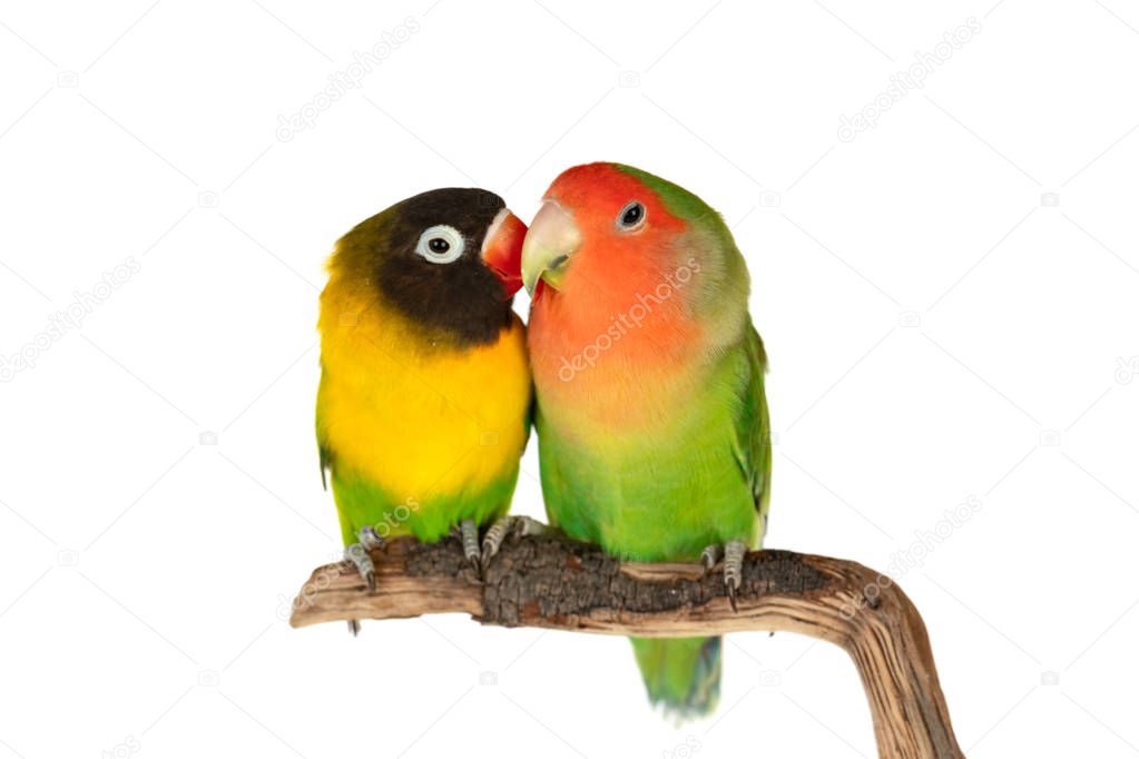 Lovebirds on a branch isolated on a white background