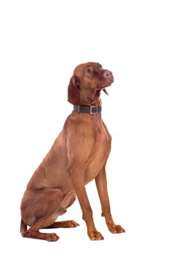 Macar kısaymış köpek bahçede 