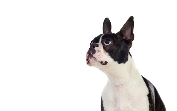 Portré Stúdióban Egy Aranyos Boston Terrier Elszigetelt Fehér Alapon — Stock Fotó