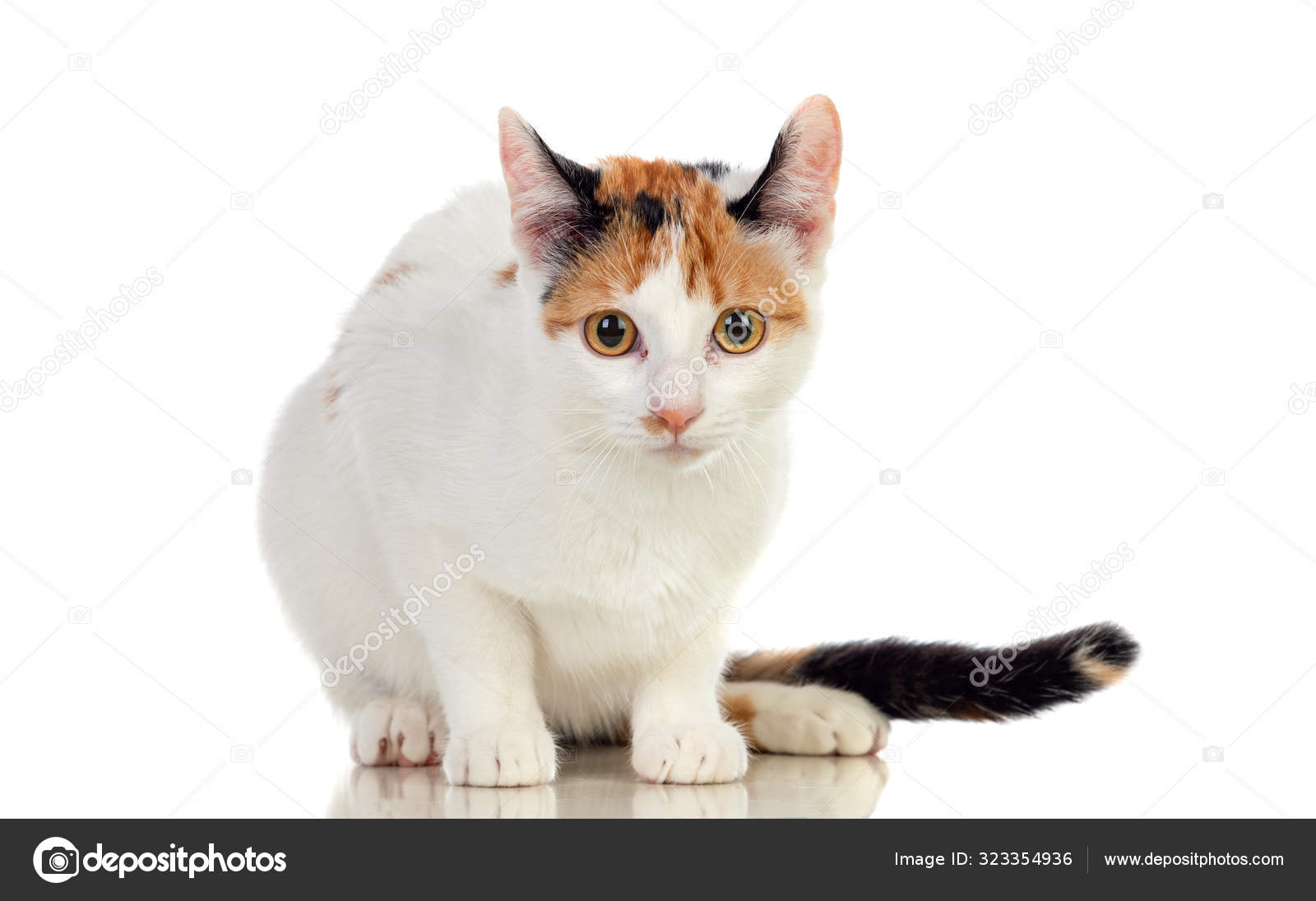 Chat Blanc Avec De Beaux Yeux Marron Image Libre De Droit Par Gelpi C