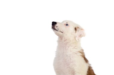 Güzel köpek.