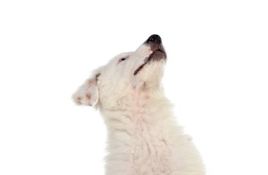 Güzel köpek yavrusu, kahverengi ve beyaz saçlı. 