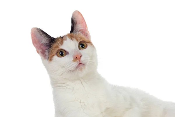 Witte kat met mooie bruine ogen — Stockfoto