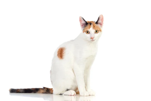 Gato branco com belos olhos castanhos — Fotografia de Stock