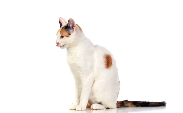 Biały kot z pięknymi brązowymi oczami — Zdjęcie stockowe