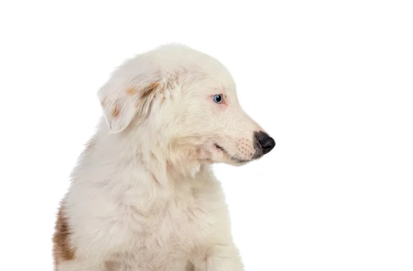 Nice puppy looking up — Stock Photo, Image