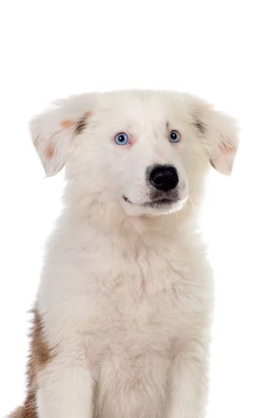Pěkné štěně s bílými vlasy izolované — Stock fotografie
