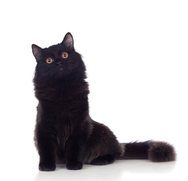 Adorable chat persan noir — Photo
