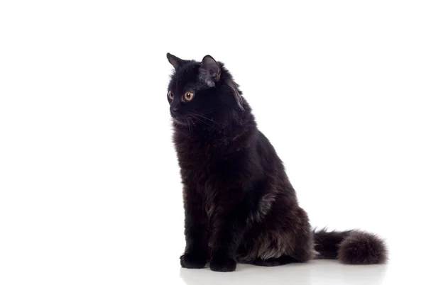 Adorable chat persan noir — Photo