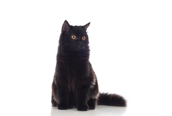 Sevimli Kara Pers kedisi — Stok fotoğraf