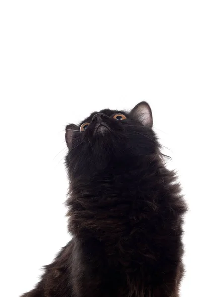 Adorable gato persa negro — Foto de Stock