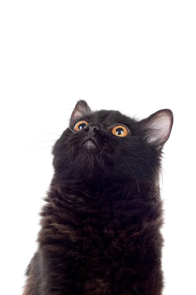 Entzückende schwarze Perserkatze — Stockfoto