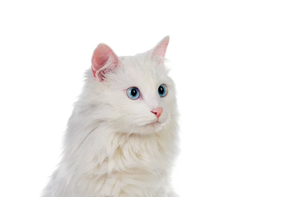Adorable White Persian Cat — Stock Photo, Image