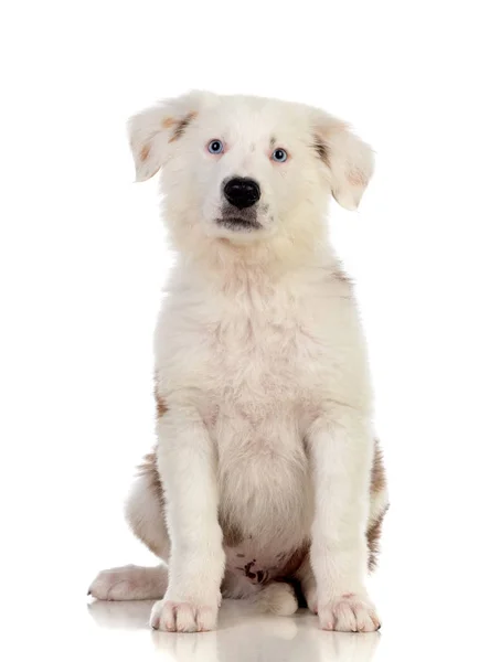 Lindo cachorro con cabello castaño y blanco —  Fotos de Stock