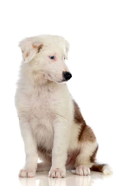 Lindo cachorro con cabello castaño y blanco —  Fotos de Stock