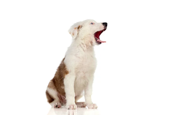 Hezké štěně s hnědými a bílými vlasy — Stock fotografie